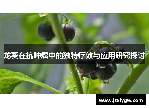 龙葵在抗肿瘤中的独特疗效与应用研究探讨
